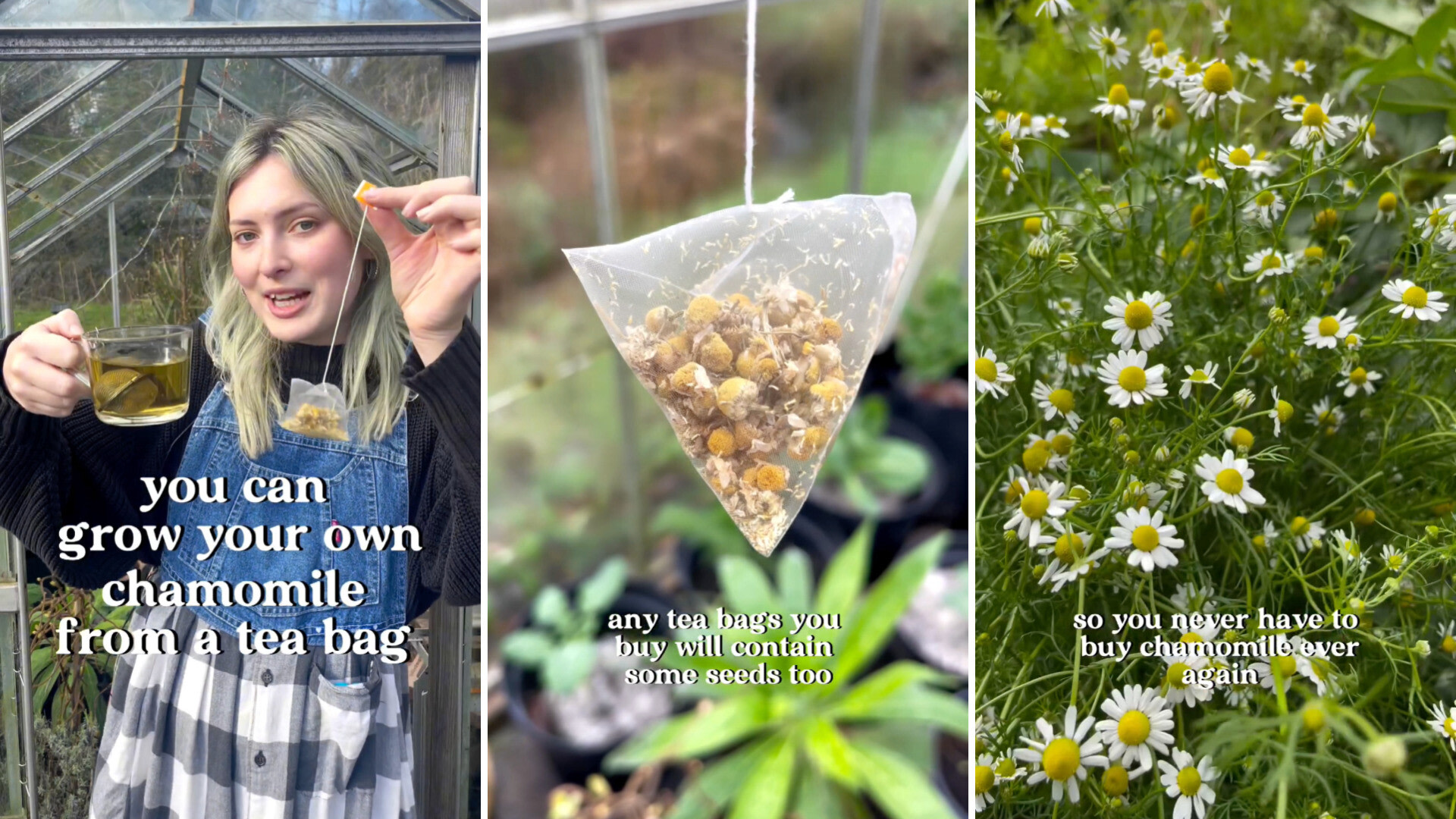 Gardeners Advised to Open Teabags Before Composting to Avoid Plastic Contamination